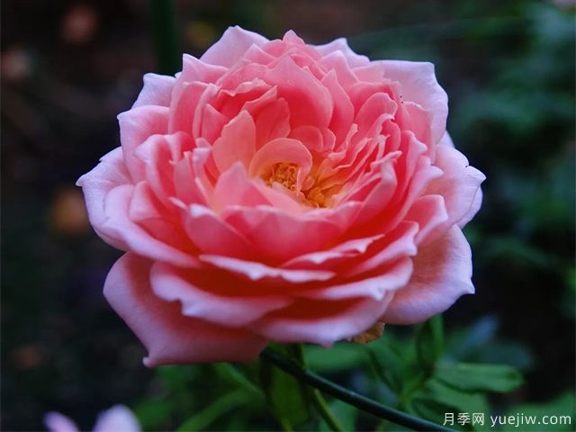 銀禧慶典月季復花超快，口碑極佳(圖2)