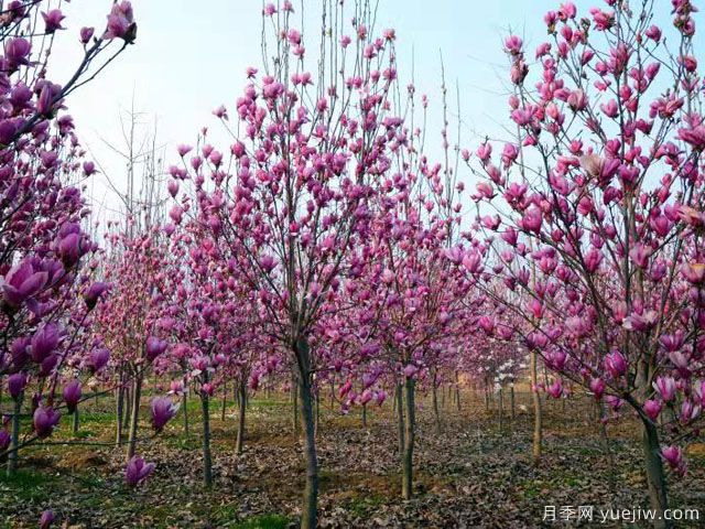 南陽花卉苗木產業(yè)發(fā)展探析：月季逢春產業(yè)興(圖2)