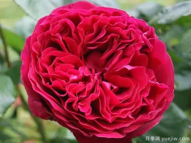 大紅色的月季***為漂亮，這5個(gè)你喜歡嗎(圖4)