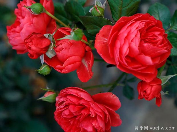 大紅色的月季***為漂亮，這5個(gè)你喜歡嗎(圖5)