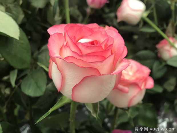昆明斗南市場熱銷的十大切花玫瑰有哪些？(圖6)