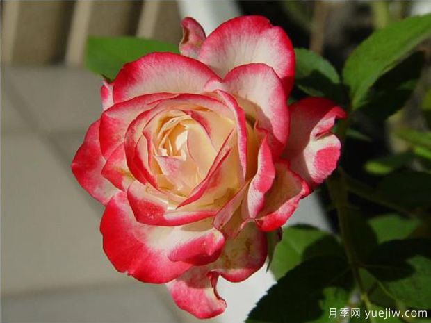 花大香濃艷麗，養(yǎng)月季就選紅雙喜(圖2)