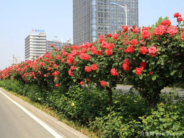 月季樹品種高貴典雅、花型花色多樣(圖1)