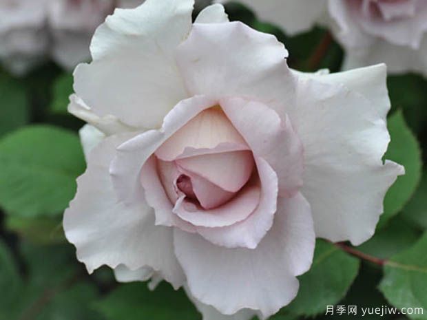 推薦8個高顏值月季品種，皮實抗性強(qiáng)的開花機(jī)器(圖5)