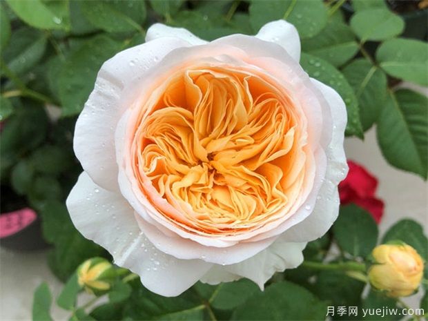 100種月季玫瑰品種圖鑒大全，你認識有沒有超過10個？(圖2)