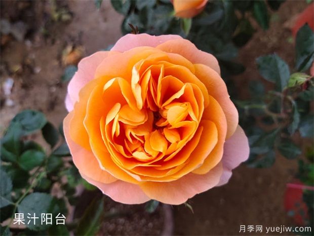 值得養(yǎng)護的月季品種，新手養(yǎng)月季要選好啊(圖1)