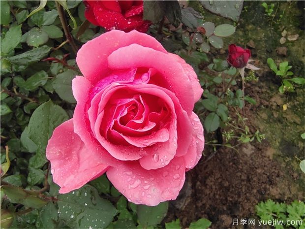 10月養(yǎng)月季，養(yǎng)護(hù)月季不能犯的4個(gè)錯(cuò)誤(圖1)