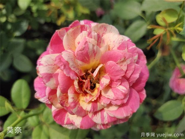 推薦10個(gè)灌木月季，適合陽(yáng)臺(tái)庭院新手種植(圖2)