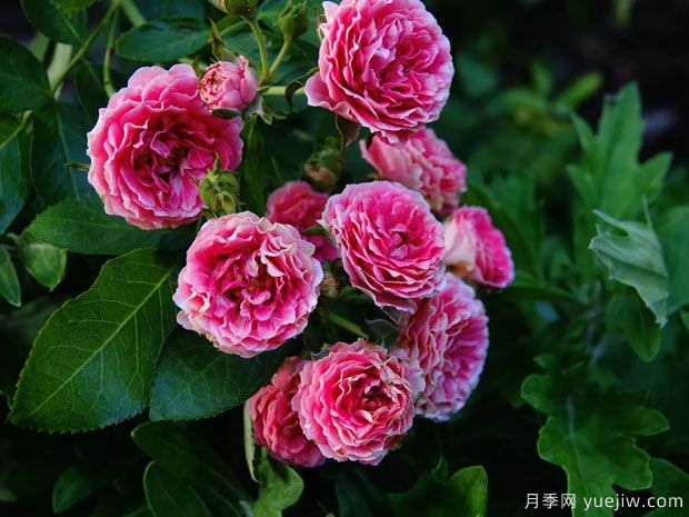 長(zhǎng)勢(shì)很快的一個(gè)爬藤月季，種下一棵胭脂扣月季(圖2)