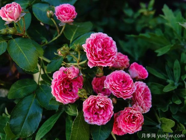 長(zhǎng)勢(shì)很快的一個(gè)爬藤月季，種下一棵胭脂扣月季(圖1)