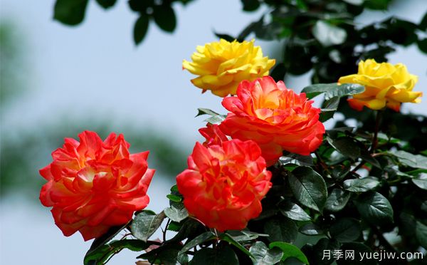 地被月季長(zhǎng)勢(shì)不好的原因是什么？(圖1)