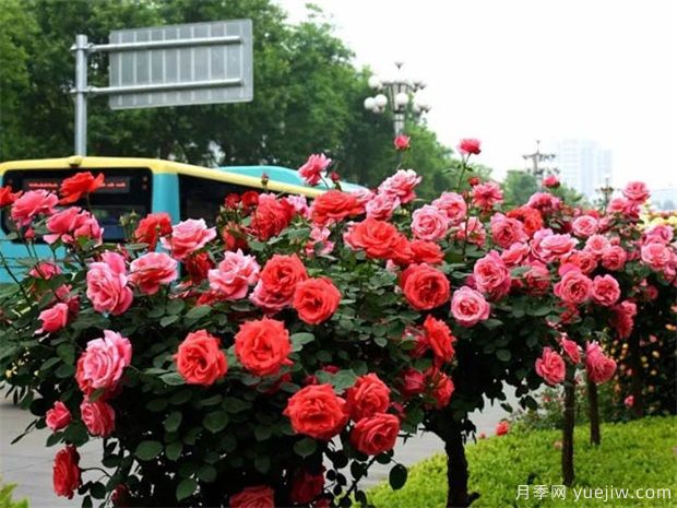冬季如何修剪月季花？(圖1)