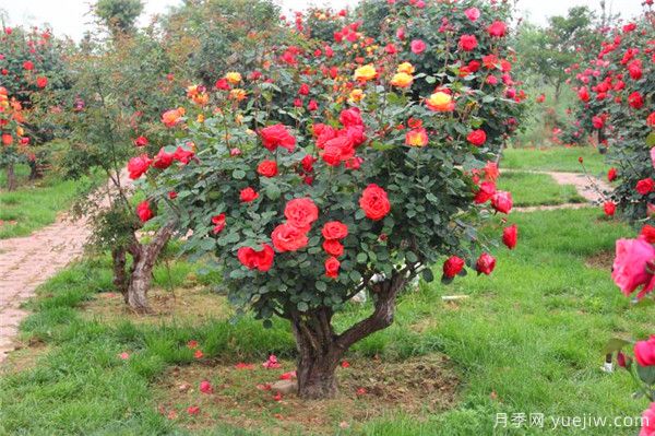 超百年的古樁月季，一樹(shù)花開(kāi)多色，世上罕見(jiàn)(圖1)