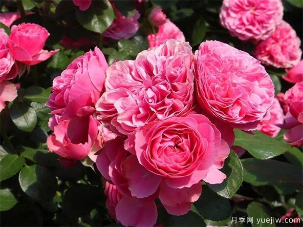 推薦5個(gè)深受歡迎的月季品種，人人喜歡(圖1)