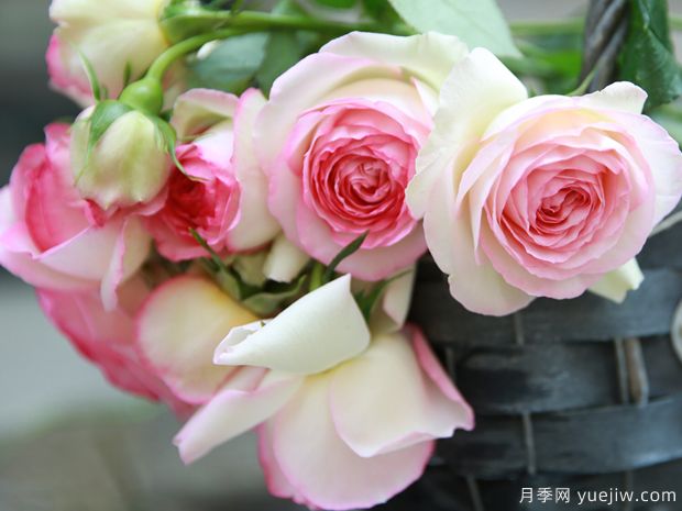 推薦5個(gè)深受歡迎的月季品種，人人喜歡(圖4)