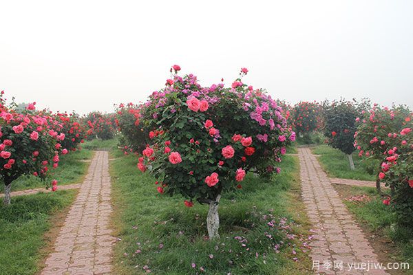 河南暴雨洪災(zāi)過后的苗木花卉該如何和養(yǎng)護(hù)補(bǔ)救(圖1)