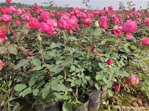 夏季月季如何養(yǎng)，分享幾個(gè)技巧(圖1)