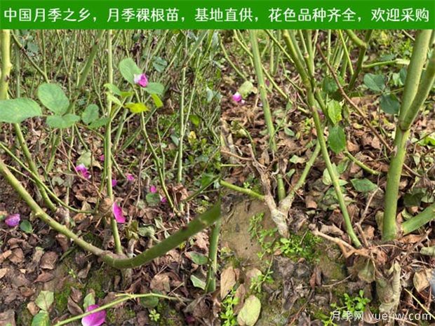 月季的栽培技術(shù)如何分類？(圖1)