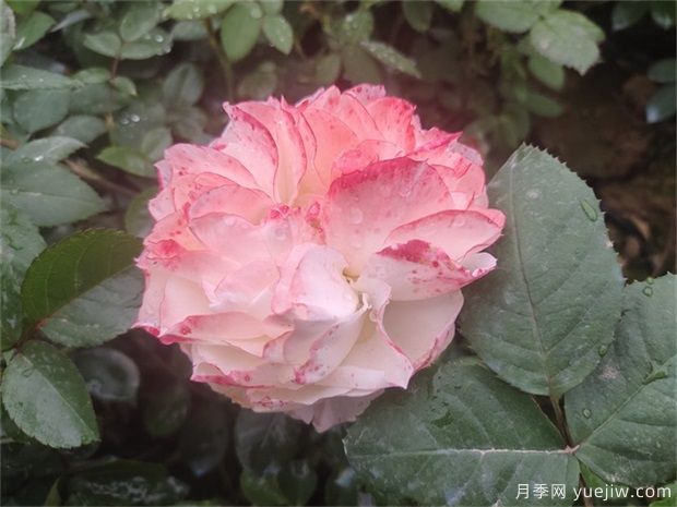 月季花田如何除草？(圖1)