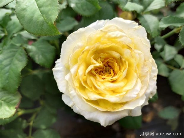 秋天到了，月季養(yǎng)護(hù)煥新需知道(圖1)