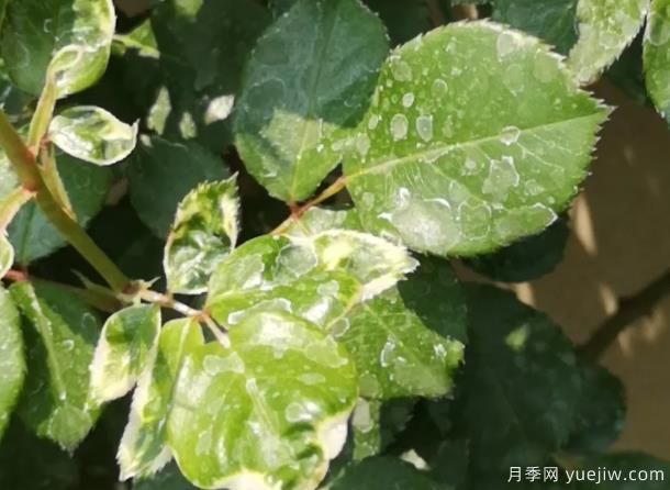 秋天做好4點防止月季藥害，藥害發(fā)生后如何緩解(圖1)