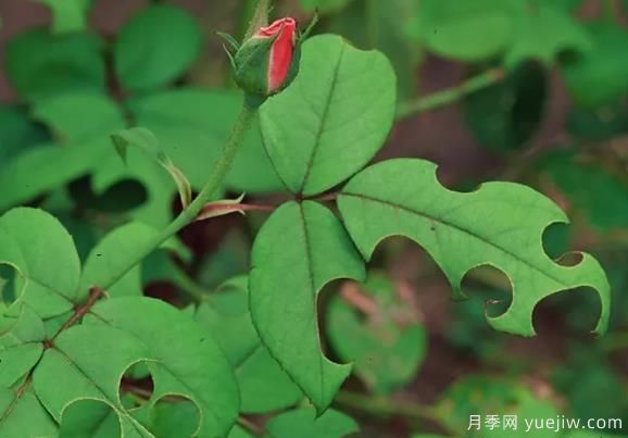3招驅(qū)趕切葉蜂，再也不會(huì)啃月季的葉片(圖1)