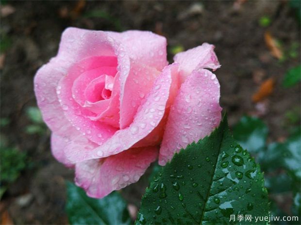 盆景不懂澆水？嚴(yán)重脫水的盆景應(yīng)該如何急救？(圖1)