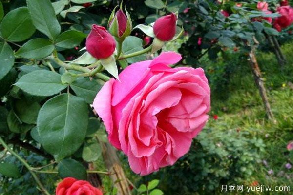 月季樹苗大概多少錢一棵？南陽產(chǎn)地價(jià)格美麗(圖2)