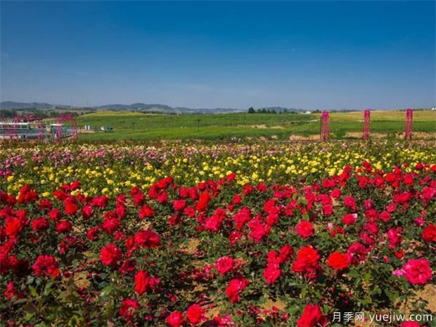 如何區(qū)別月季、玫瑰、薔薇(圖1)