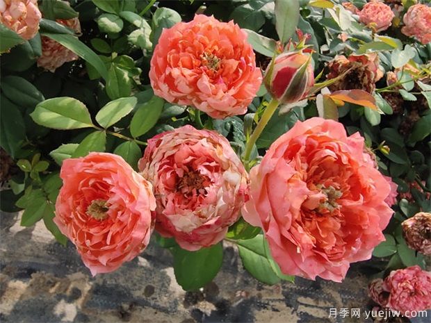 月季網(wǎng)：怎樣栽培月季花？(圖1)