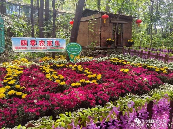 渭南華州南山下數(shù)萬(wàn)盆菊花爭(zhēng)奇斗艷，國(guó)慶節(jié)美不勝收(圖1)