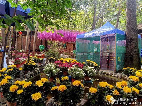 渭南華州南山下數(shù)萬(wàn)盆菊花爭(zhēng)奇斗艷，國(guó)慶節(jié)美不勝收(圖2)