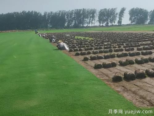 秋季苗木常見(jiàn)病蟲害及防治方法(圖1)