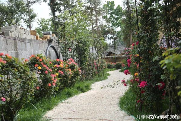 月季與美麗鄉(xiāng)村：保山騰沖老寨子，花在我眼前盛開(圖2)