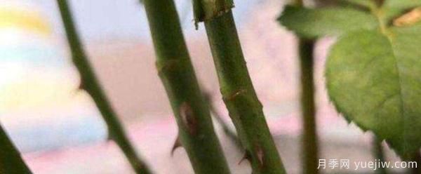 小青桿樹狀月季栽培如何管理？嫁接怎么做？(圖1)