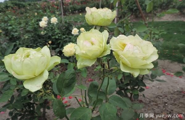 種植4公分樹(shù)狀月季可不可以用草木灰？(圖1)