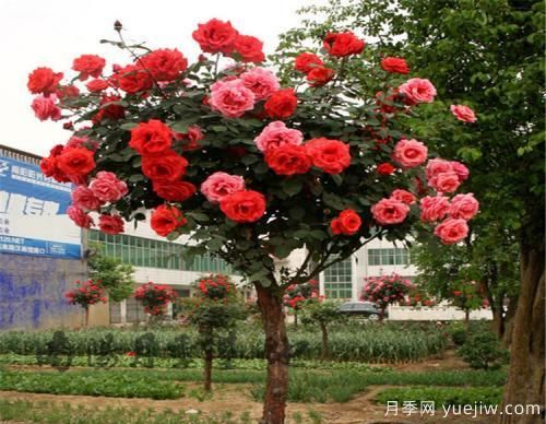 想要樹狀月季在冬天也繁花似錦不是難題，做到這些就可以(圖1)