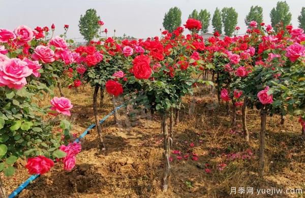 南北地區(qū)栽種樹(shù)狀月季應(yīng)該注意哪些？(圖1)