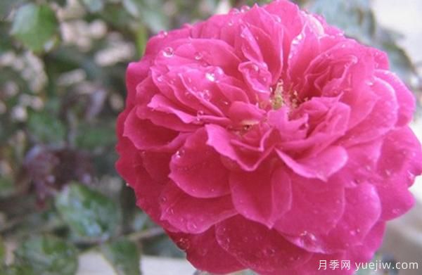 花樣苗木講述，光照對(duì)月季花花期有什么影響呢？(圖1)