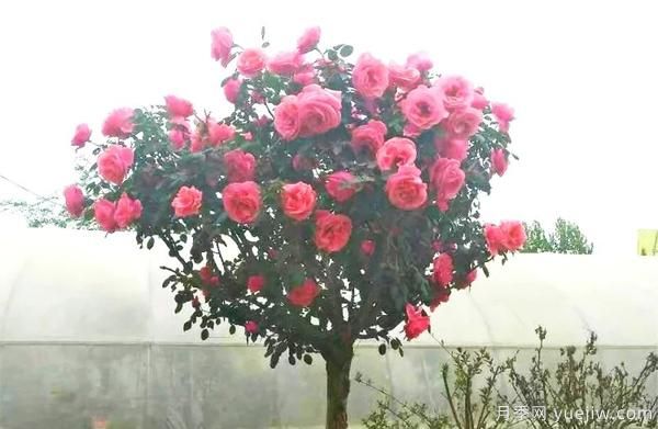 景觀月季花謝之后，如何養(yǎng)護可以二次花開？(圖1)