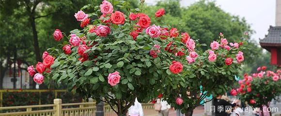 月季花五顏六色，什么會(huì)影響樹狀月季花的顏色呢？(圖1)