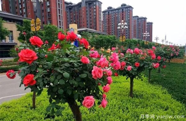 怎樣讓我們的月季， 每個月都開能開大花？(圖1)