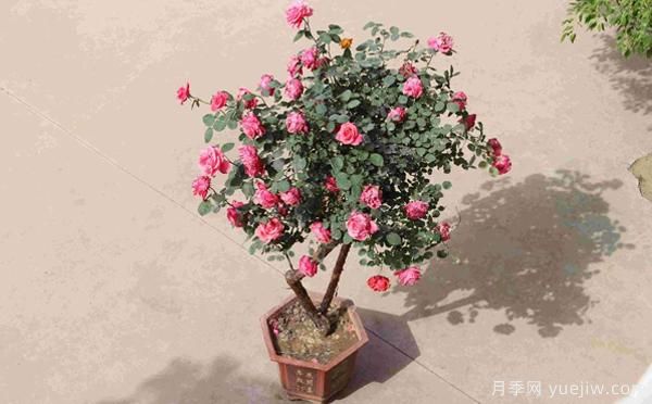 古樁盆栽月季培養(yǎng)，主要的設(shè)施需求？來(lái)了解下(圖1)