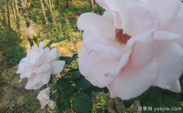 根據(jù)月季病害，綜合治理，一起來(lái)多了解下(圖1)