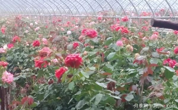 樹狀月季的具體養(yǎng)殖辦法，月季基地來介紹(圖1)