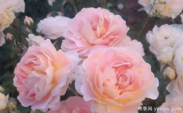 樹(shù)狀月季養(yǎng)殖備受大家受用的方法！(圖1)