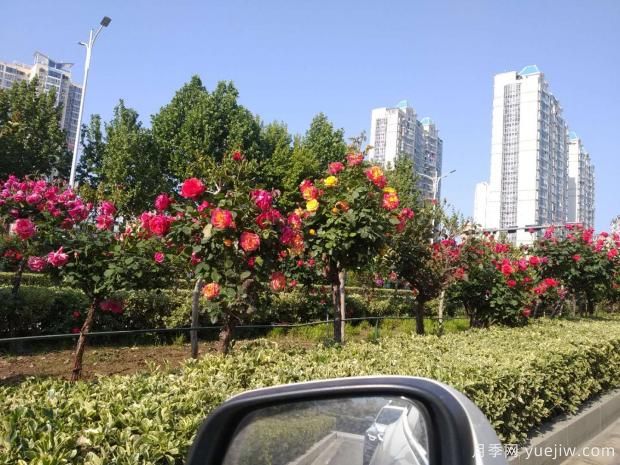 天快熱了，粉色樹狀月季的盆栽技術(shù)該如何養(yǎng)呢？(圖1)