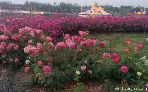 如何防止樹(shù)狀月季會(huì)變形呢？南陽(yáng)月季小編分享(圖1)