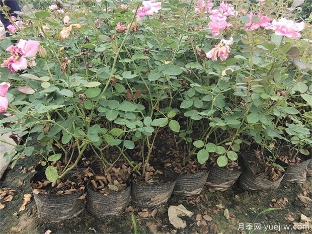 盆栽月季在栽植過程中如何處理呢？(圖1)