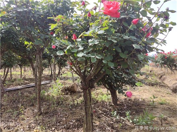 樹狀月季花在春夏秋冬四個(gè)季節(jié)，修剪的辦法是什么(圖1)
